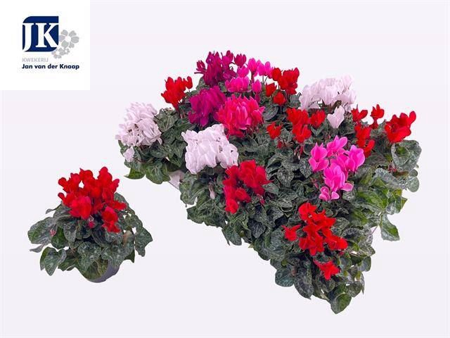 <h4>Cyclamen KL 'Verano'</h4>