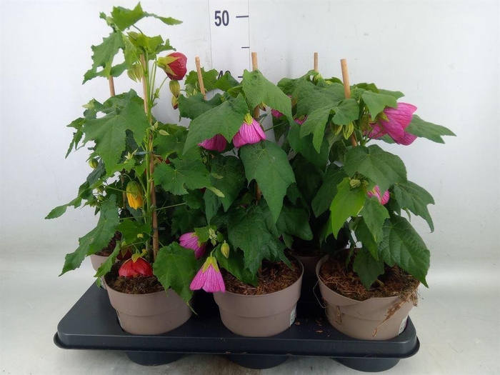 <h4>Abutilon   ...mix</h4>