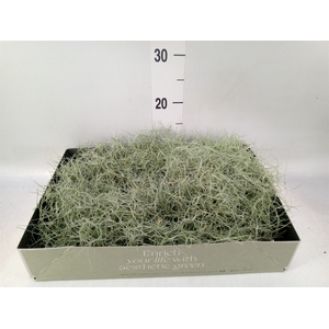 Tillandsia usneoides