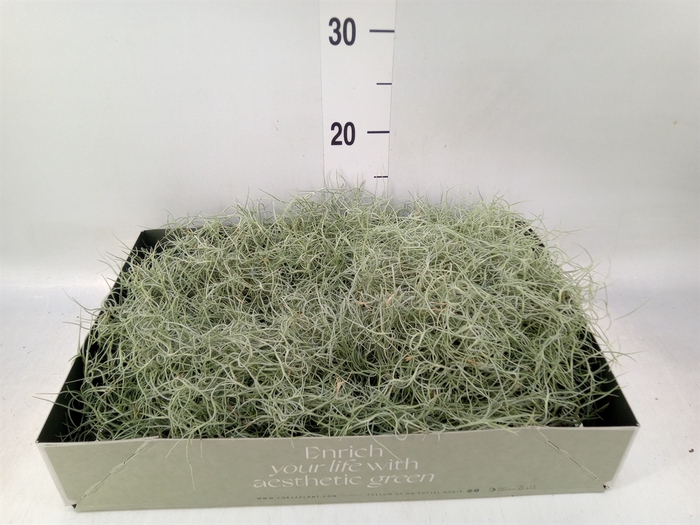 <h4>Tillandsia usneoides</h4>