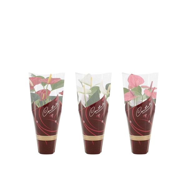 <h4>Anthurium 3 color mix in Couture Diamond sleeve</h4>