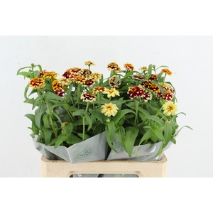 ZINNIA ELEGANS