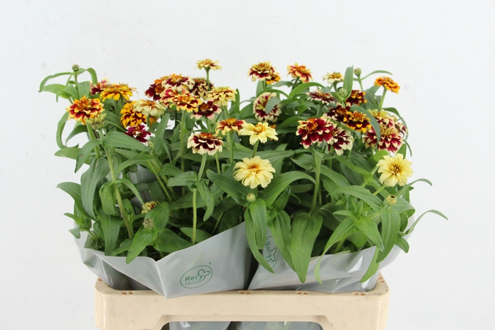<h4>ZINNIA ELEGANS</h4>