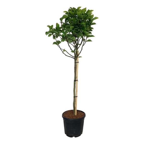 <h4>Magnolia soul. 'Alba Superba'</h4>