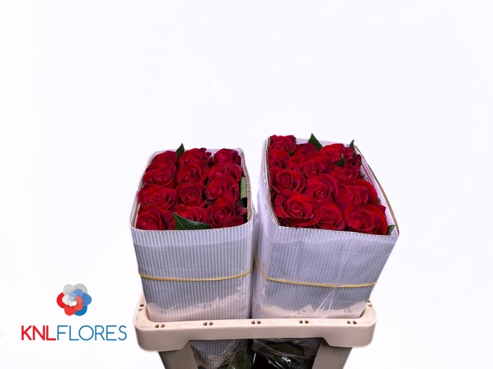 <h4>R GR FORTUNE</h4>