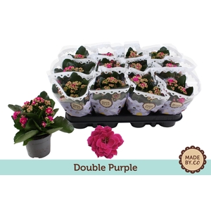 Kalanchoë Double Purple