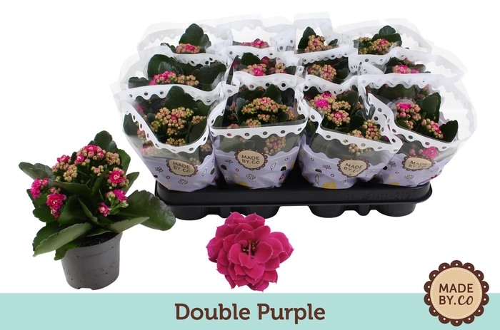 <h4>Kalanchoë Double Purple</h4>