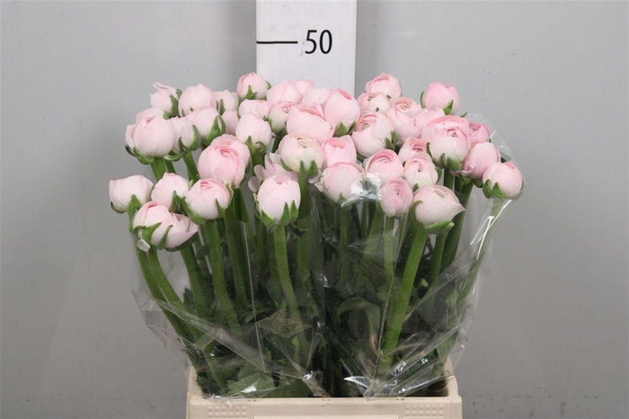 <h4>Ran Su Lady</h4>