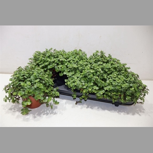 Callisia Repens