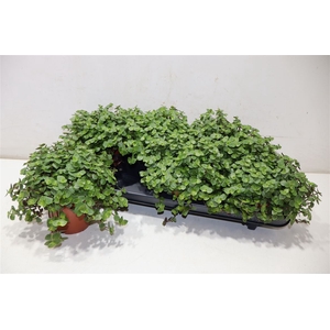 Callisia Repens
