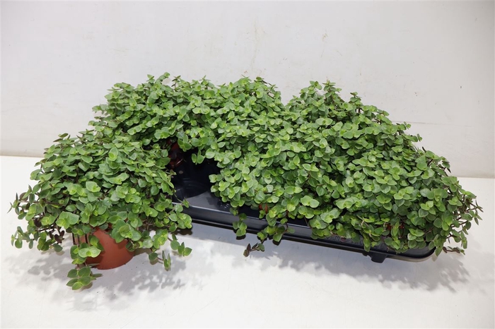 Callisia Repens