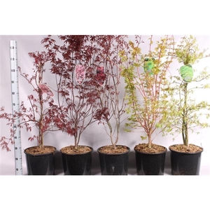 Acer Palmatum mix 5 variétées