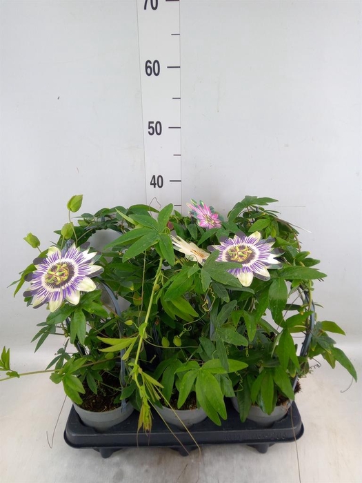 <h4>Passiflora caerul.</h4>