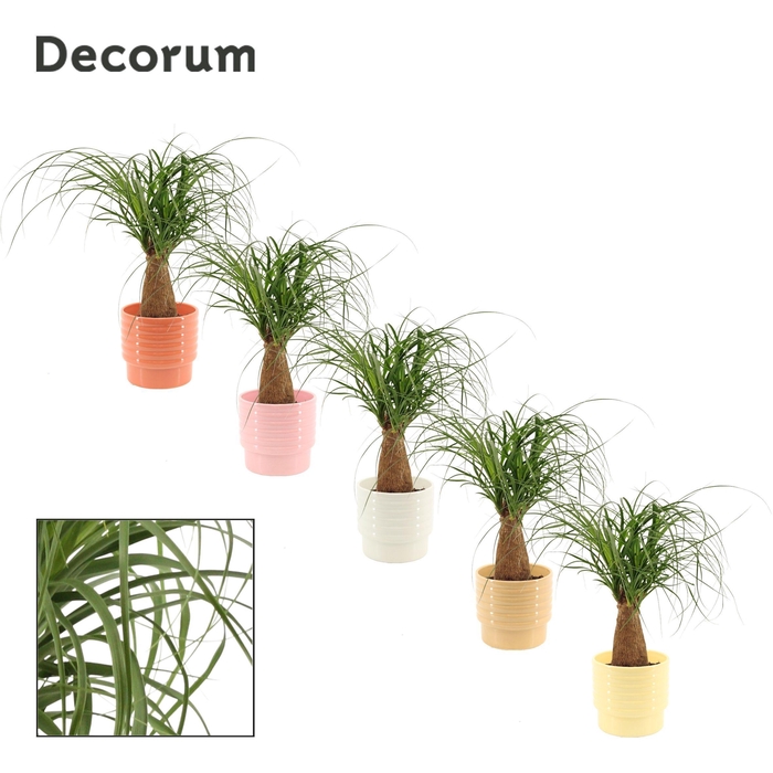 <h4>Beaucarnea Recht 12 cm in Naemi (Sympathetic moods-collection)</h4>