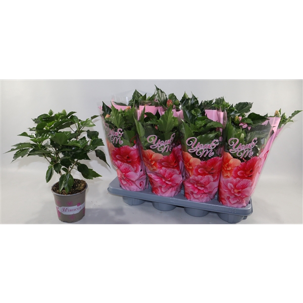 <h4>Hibiscus rosa sinensis 4+ ''You & Me''cadeauhoes ''Sunshiners®"</h4>