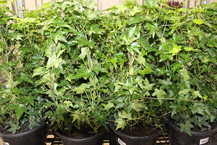 <h4>HEDERA VARIADO P24</h4>