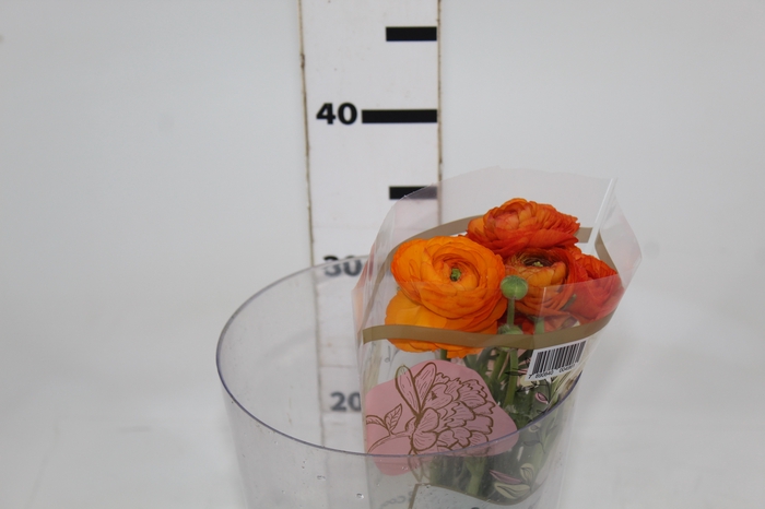 <h4>RANUN. ELEGANCE LARANJA 040 CM LARANJA</h4>