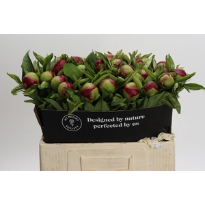 Paeonia Red Charm