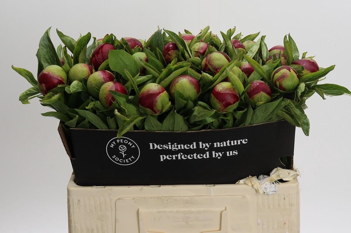 <h4>Paeonia Red Charm</h4>