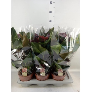 Anthurium andr. 'Otazu'