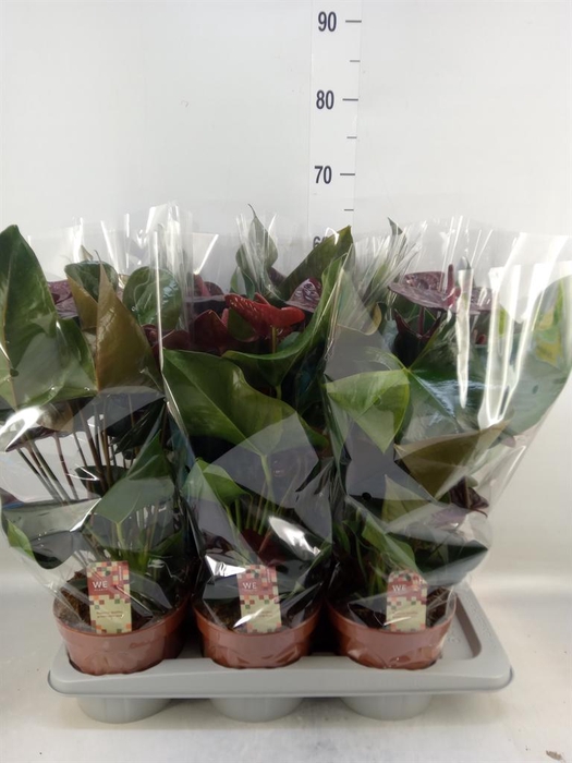 <h4>Anthurium andr. 'Otazu'</h4>