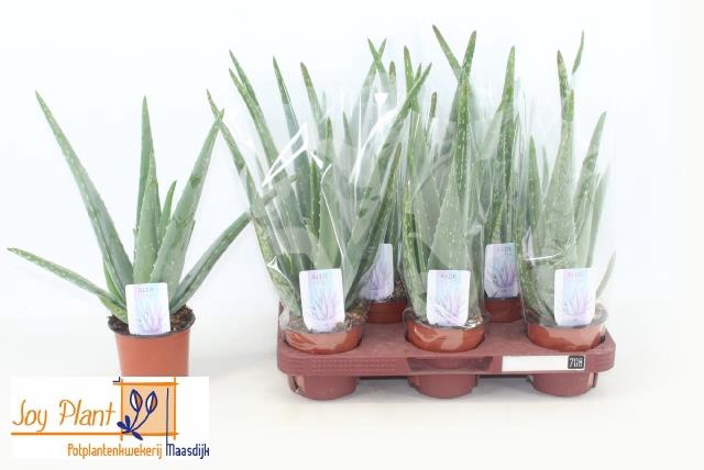 <h4>ALOE VERA</h4>