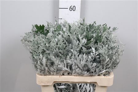 <h4>Jacobaea Maritima</h4>