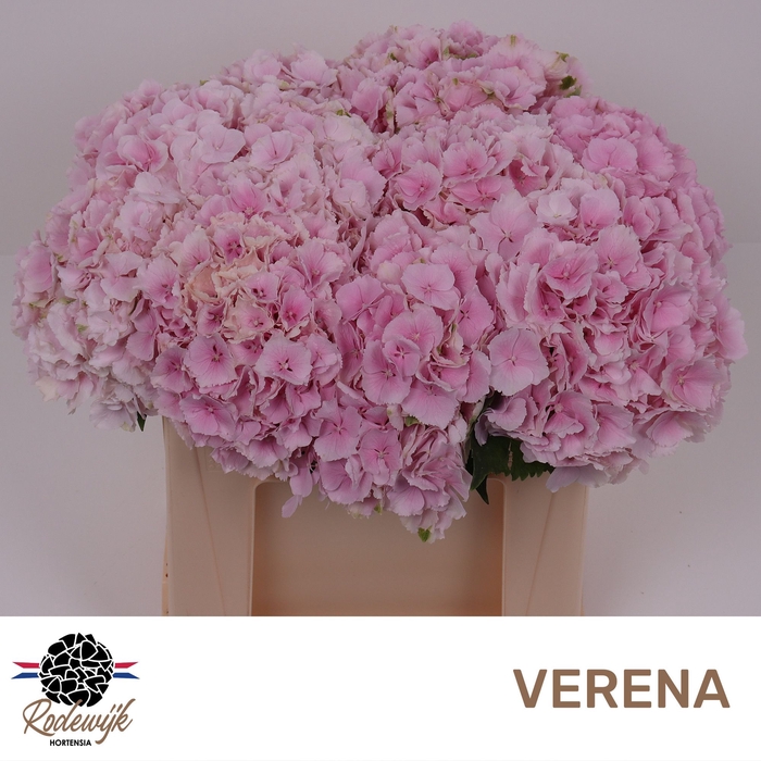 <h4>HYDR M CH VERENA</h4>
