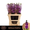 Matth Impala Purple