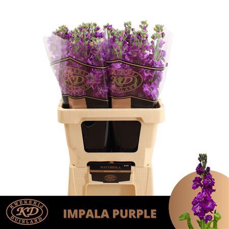 Matth Impala Purple