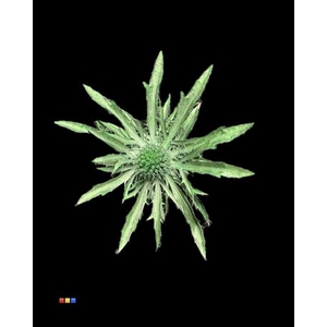 Eryngium Metallic Green