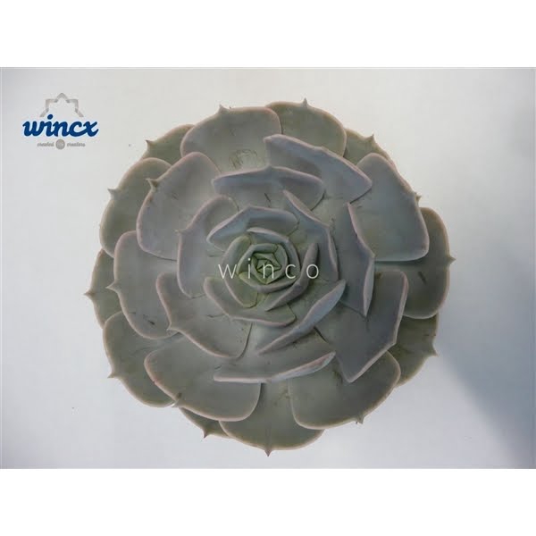 <h4>Echeveria Pollux Cutflower</h4>