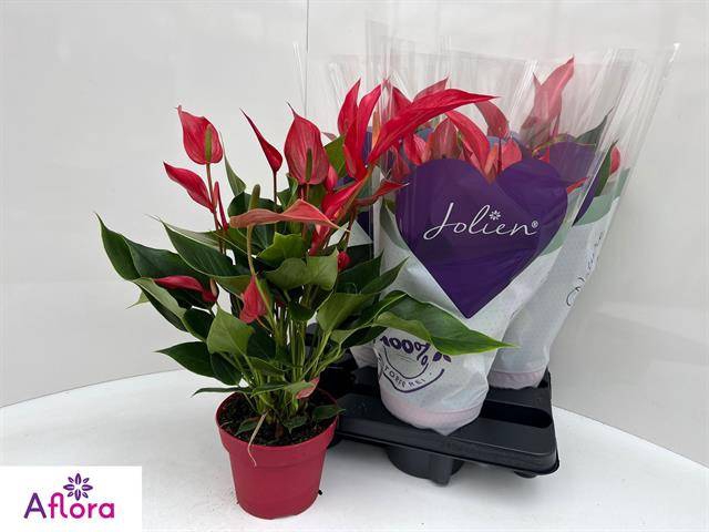 <h4>ANTHU BANDEROLA ROJA</h4>