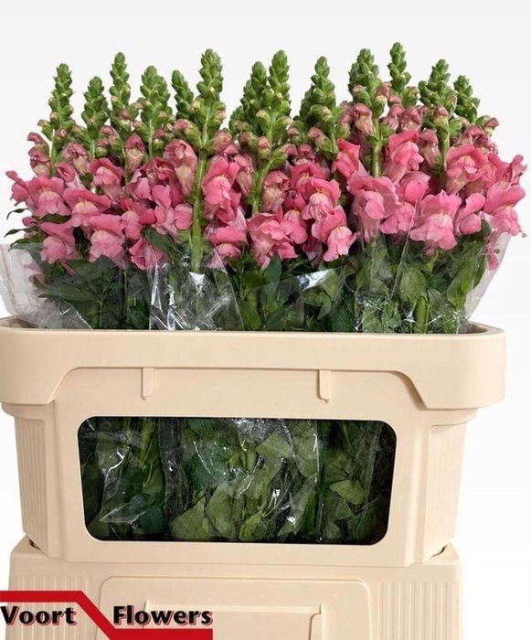 <h4>ANTIR AVIGNON ROSE ANTIR AVIGNON RO</h4>