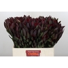 Leucadendron Saf Sunset Dark R.