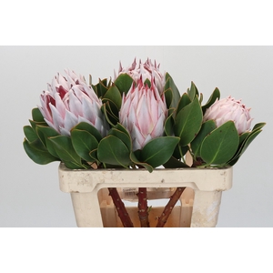 Protea Cynaroides