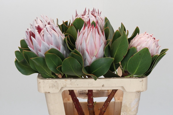 <h4>Protea Cynaroides</h4>