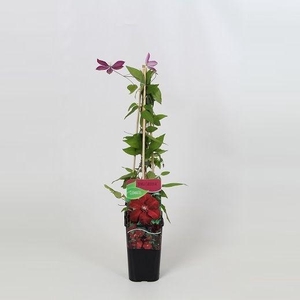 Clematis Rouge Cardinal