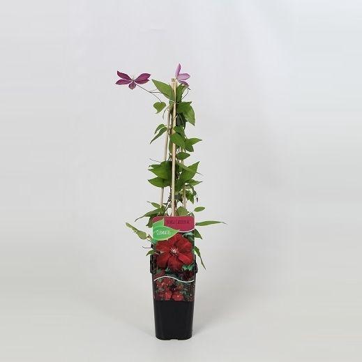 <h4>Clematis Rouge Cardinal</h4>