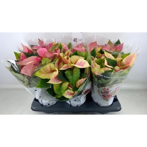 Euphorbia pulc. 'Christ Feel Glitt'