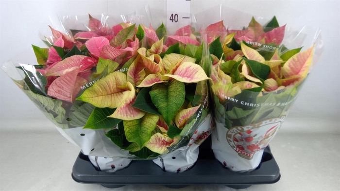 <h4>Euphorbia pulc. 'Christ Feel Glitt'</h4>