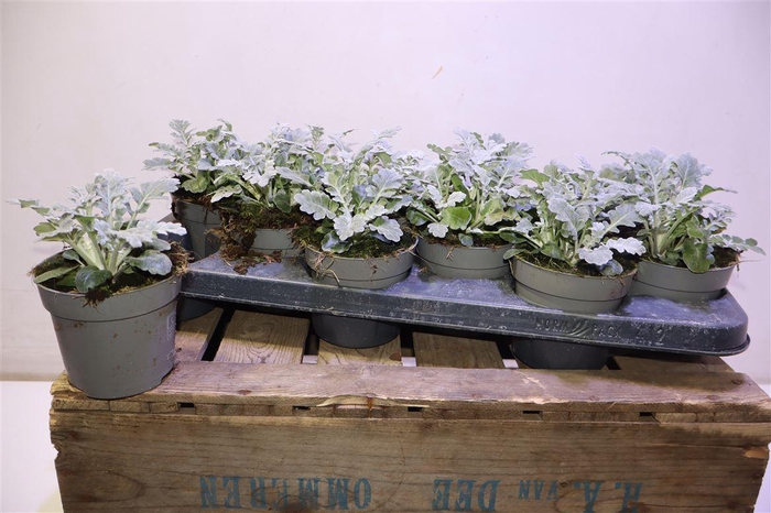 <h4>arr8 Jacobaea Maritima</h4>