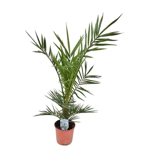 Phoenix canariensis