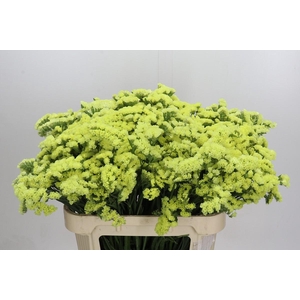 Limonium sinuatum Star Eze