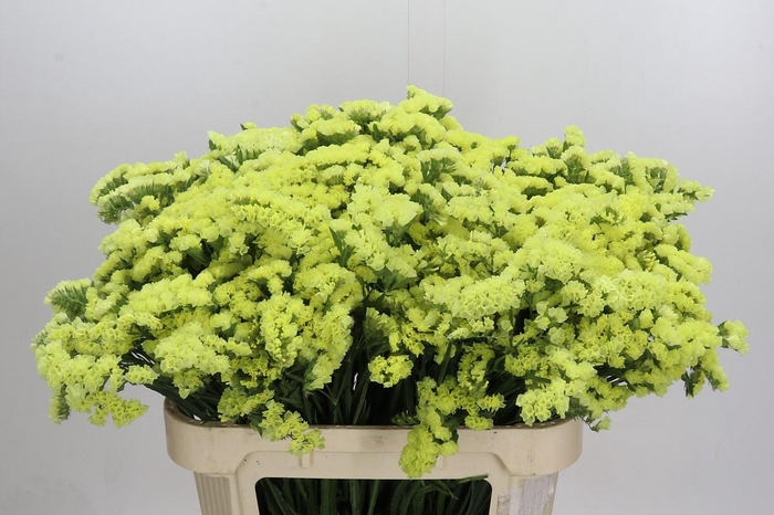 <h4>Limonium sinuatum Star Eze</h4>