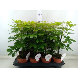 Schefflera arbor. 'Nora'