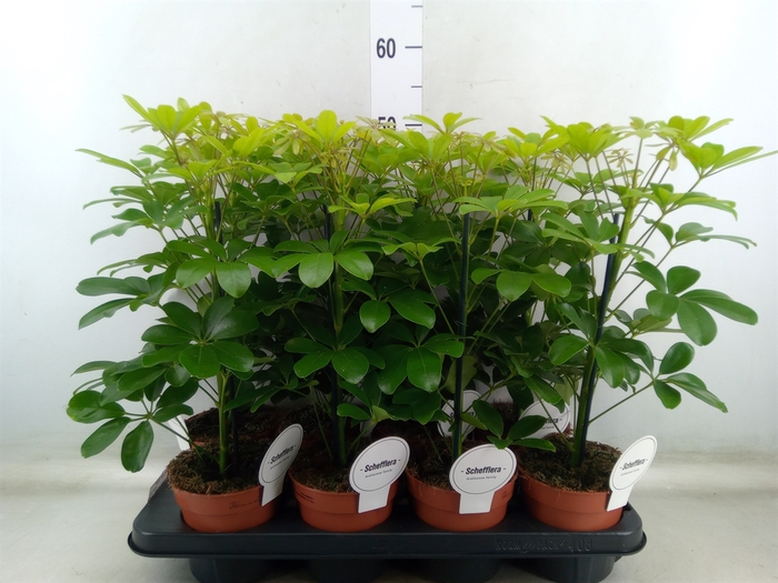<h4>Schefflera arbor. 'Nora'</h4>