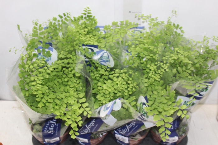 <h4>AVENCA COMUM P15</h4>