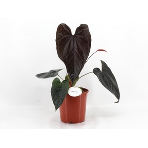 Anthurium Queen of Hearts