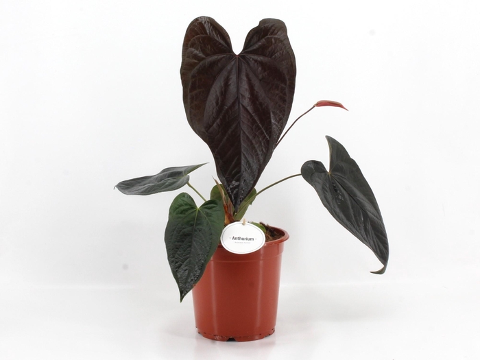 <h4>Anthurium Queen of Hearts</h4>